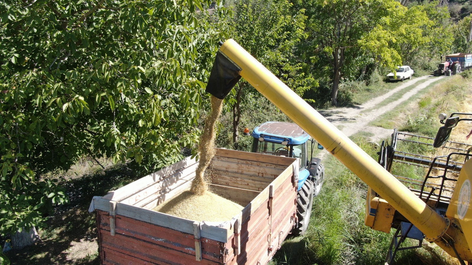 Kastamonu'da Tescilli 'Sarıkılçık' Hasadı Başladı 6