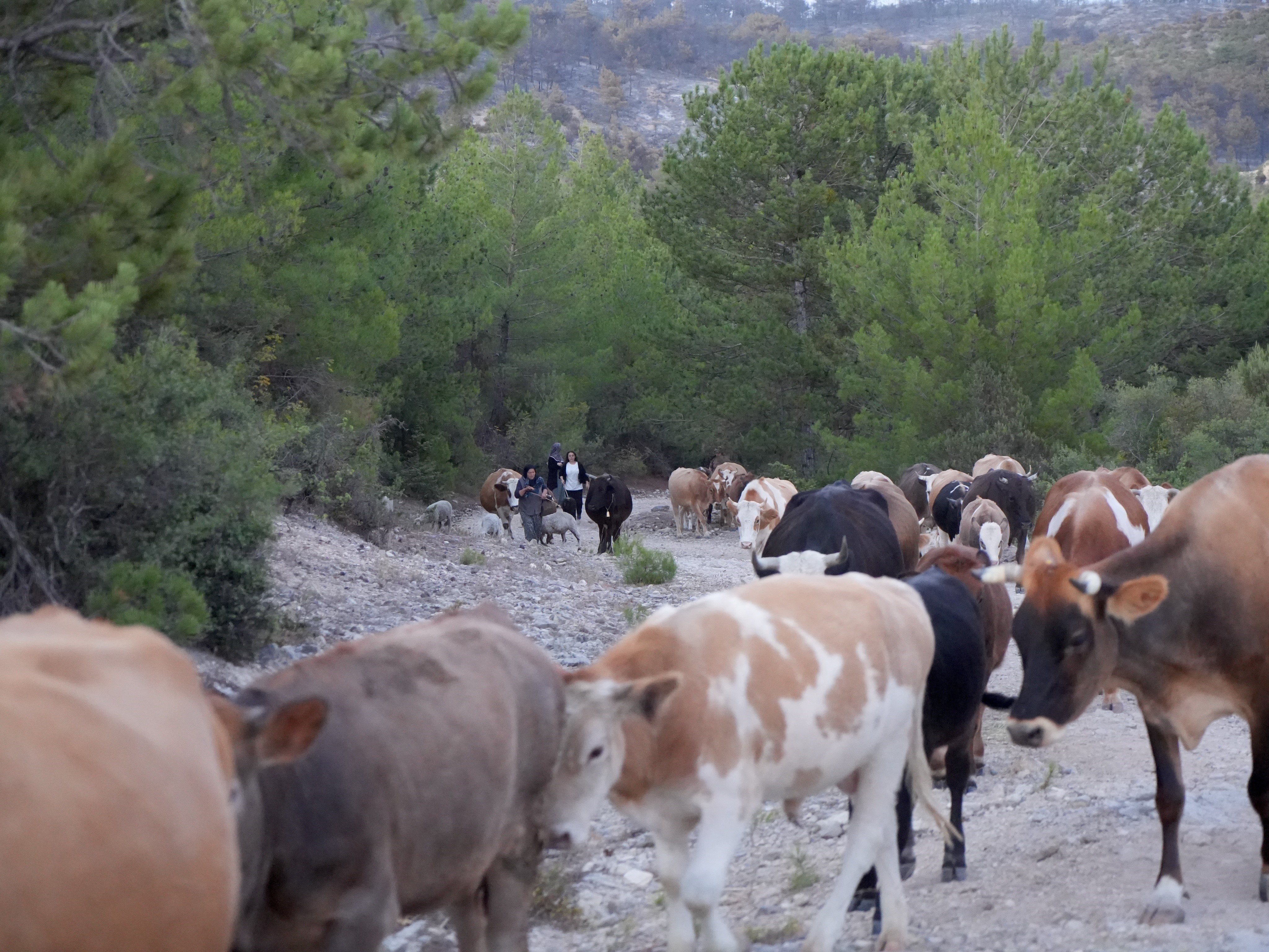 Kastamonu’da Yangın Söndürüldü, Tahliye Edilen Köylüler Evlerine Kavuştu 4