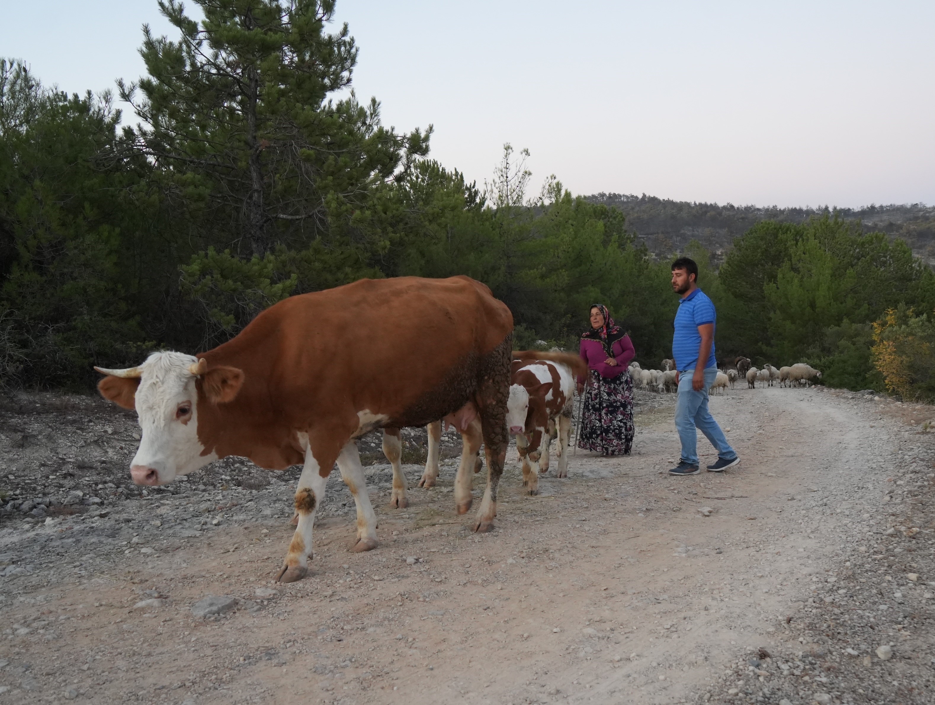 Kastamonu’da Yangın Söndürüldü, Tahliye Edilen Köylüler Evlerine Kavuştu 6