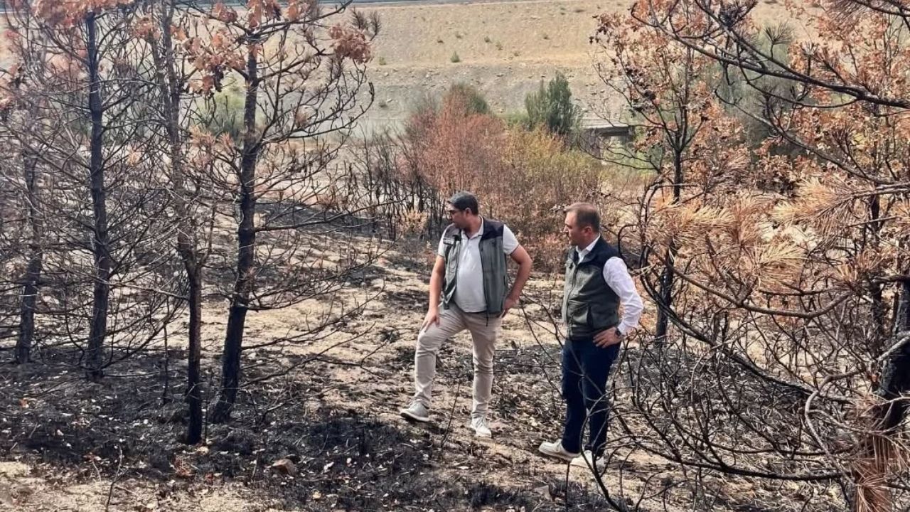 Kastamonu’daki Yangın Alanları Fidanlarla Yeniden Hayat Bulacak (3)