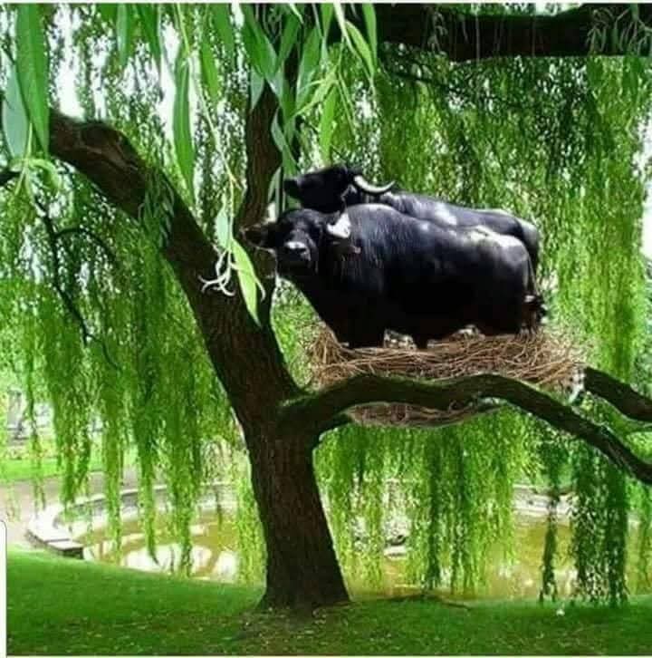 Kastamonu'dan Türkiye'ye Tiridine Bandım'ın Hikayesi Gün Yüzüne Çıktı! 44