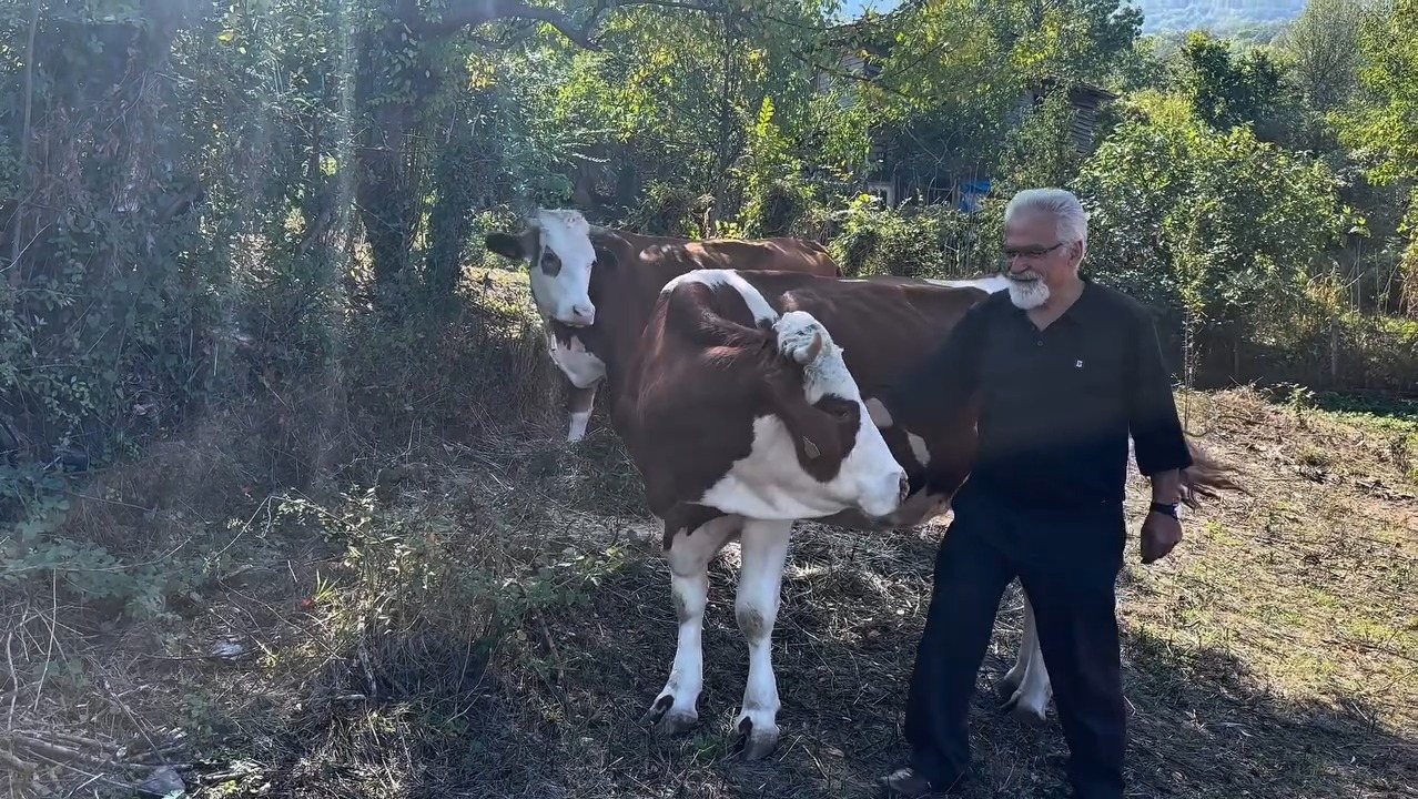 Kastamonu'nun 4 Köyünde 12 Aileye Süt Sığırcılığı Desteği Sağlandı