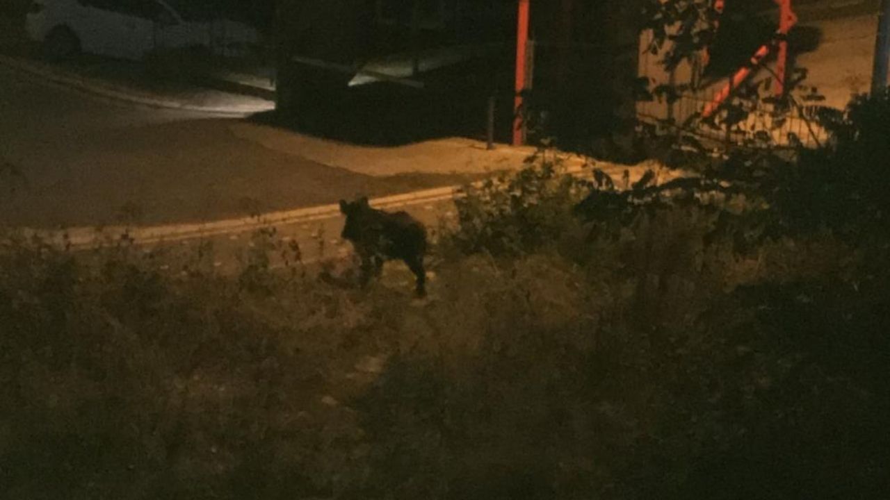 Yürekleri Ağıza Getiren Anlar Çocuk Domuz Saldırısından Son Anda Kurtuldu (1)