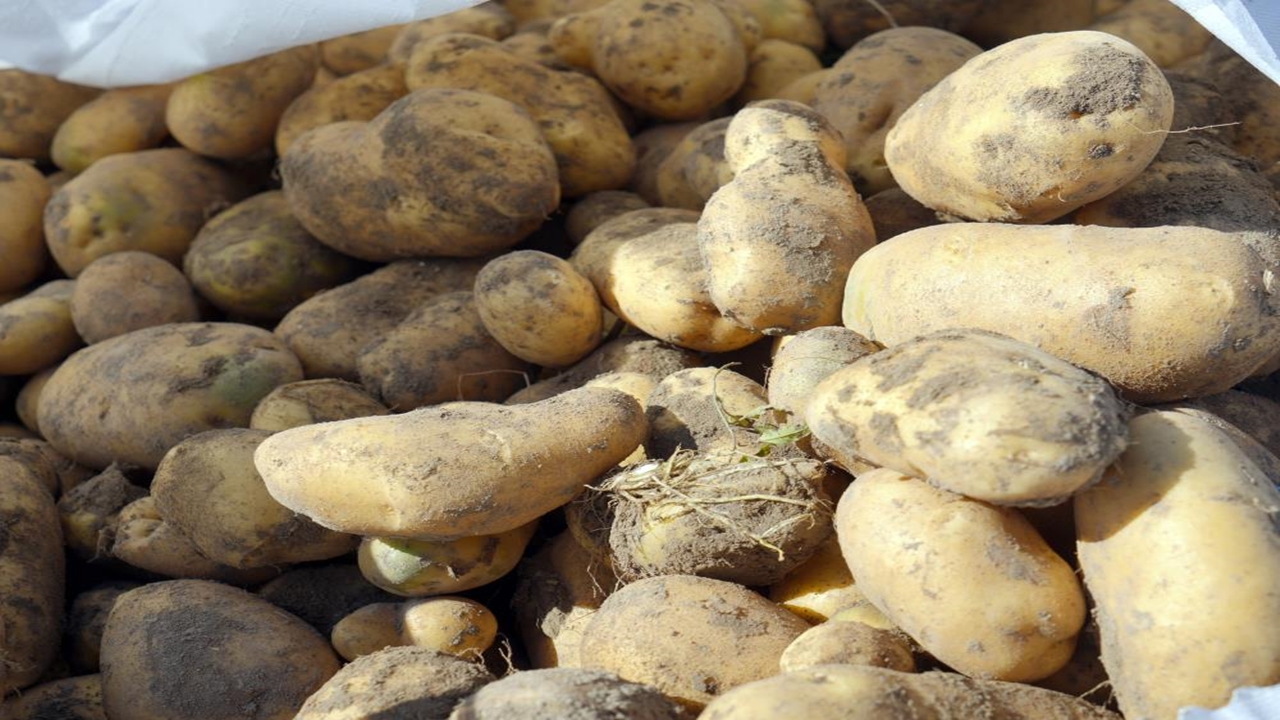 30 Bin Ton Patates Kastamonu (2)