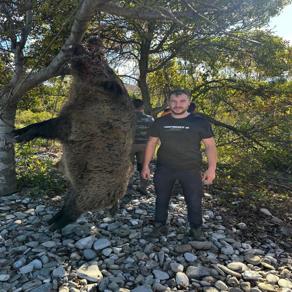 300 Kiloluk Dev Yaban Domuzu (2)