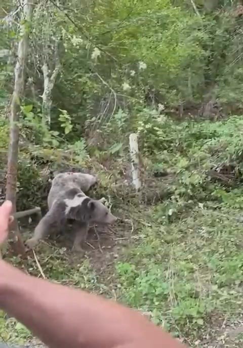 Başkan Da Uyardı Kapana Yakalanan Ayı Kurtarıldı 2