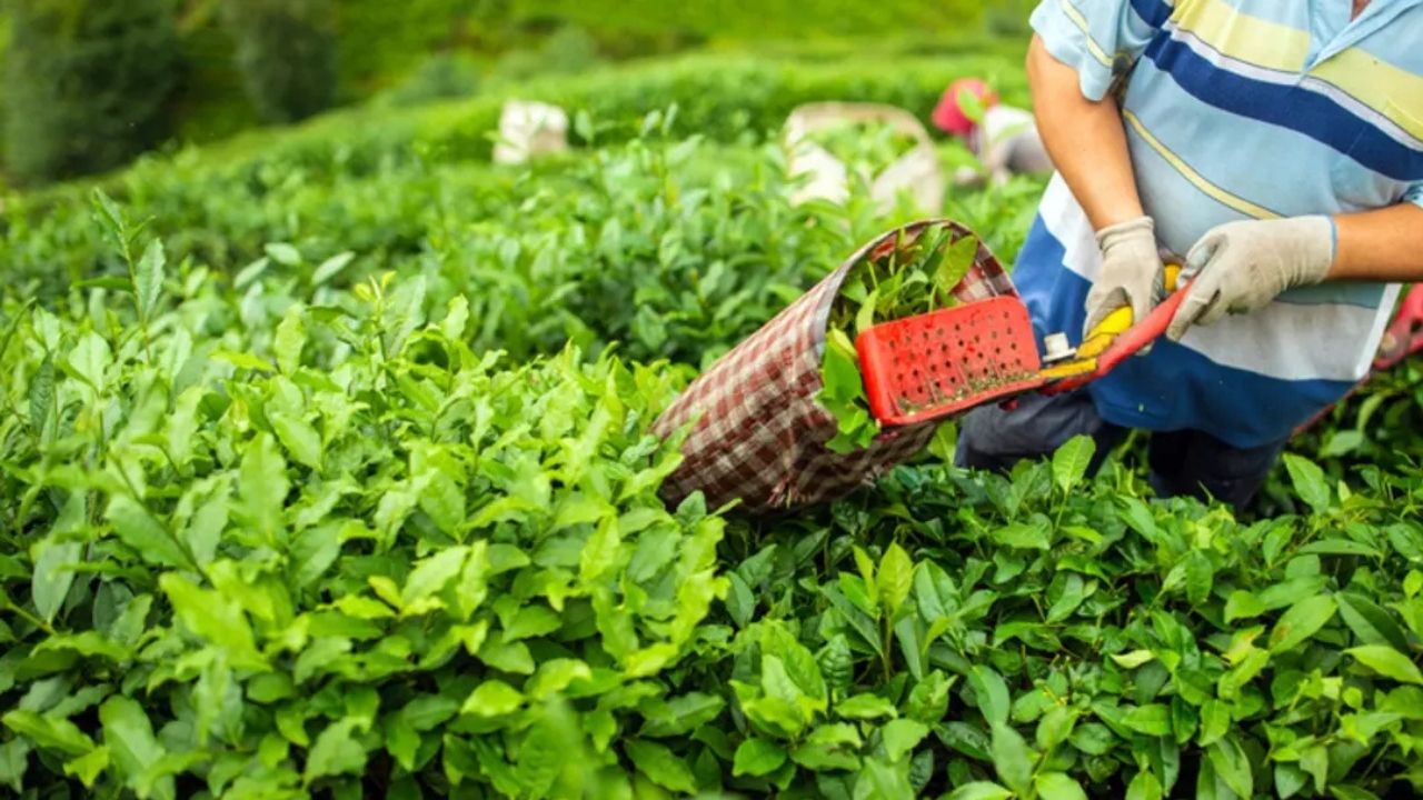 Çay Devinden Tarihi Karar 39 Yıl Sonra Türkiye’de Üretime Son