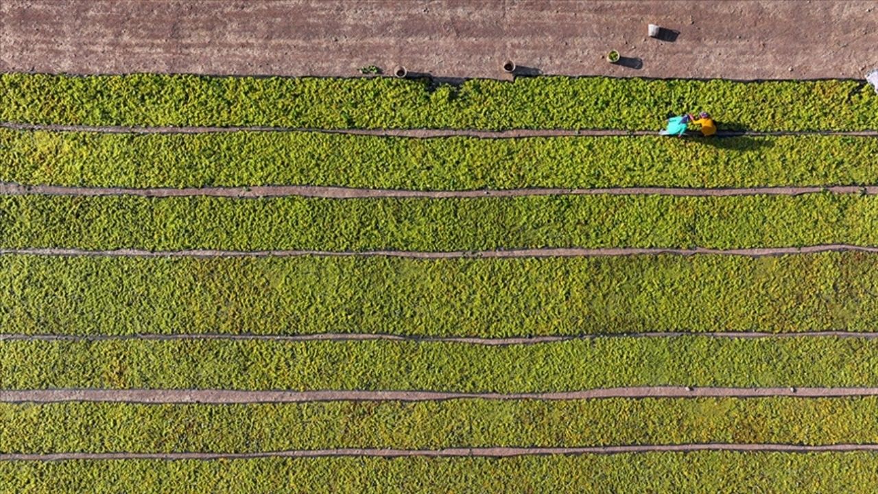 Çiftçilere Bereketli Haber 349 Milyon Liralık Destek Hesaplara Yatıyor