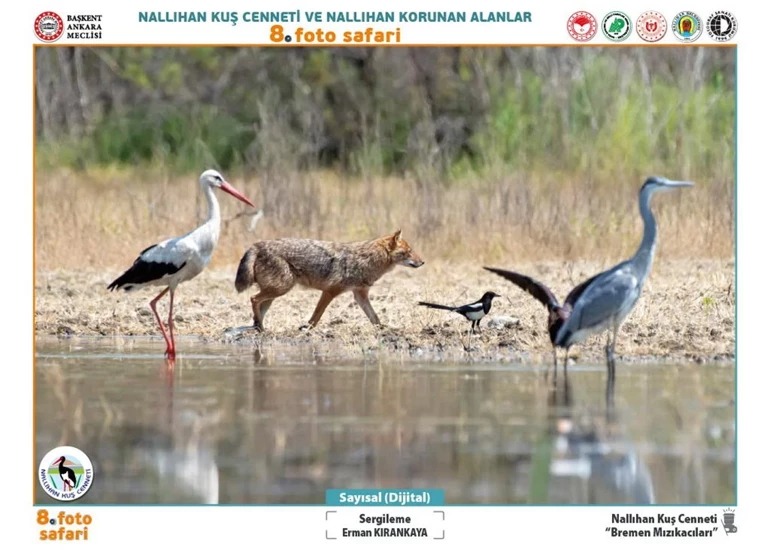 Doğaseverler Dikkat Nallıhan Kuş Cenneti Fotoğraf Sergisi Ziyarete Açılıyor 22