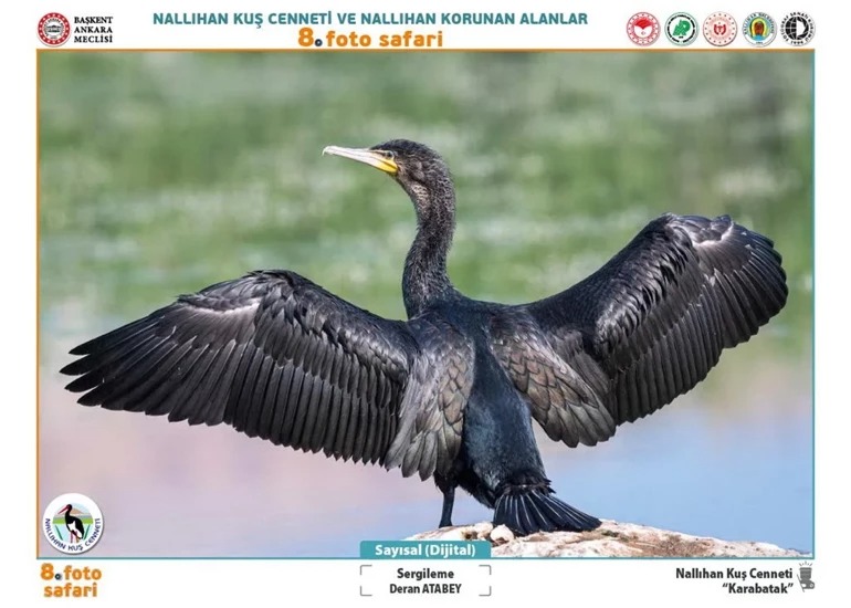 Doğaseverler Dikkat Nallıhan Kuş Cenneti Fotoğraf Sergisi Ziyarete Açılıyor 3
