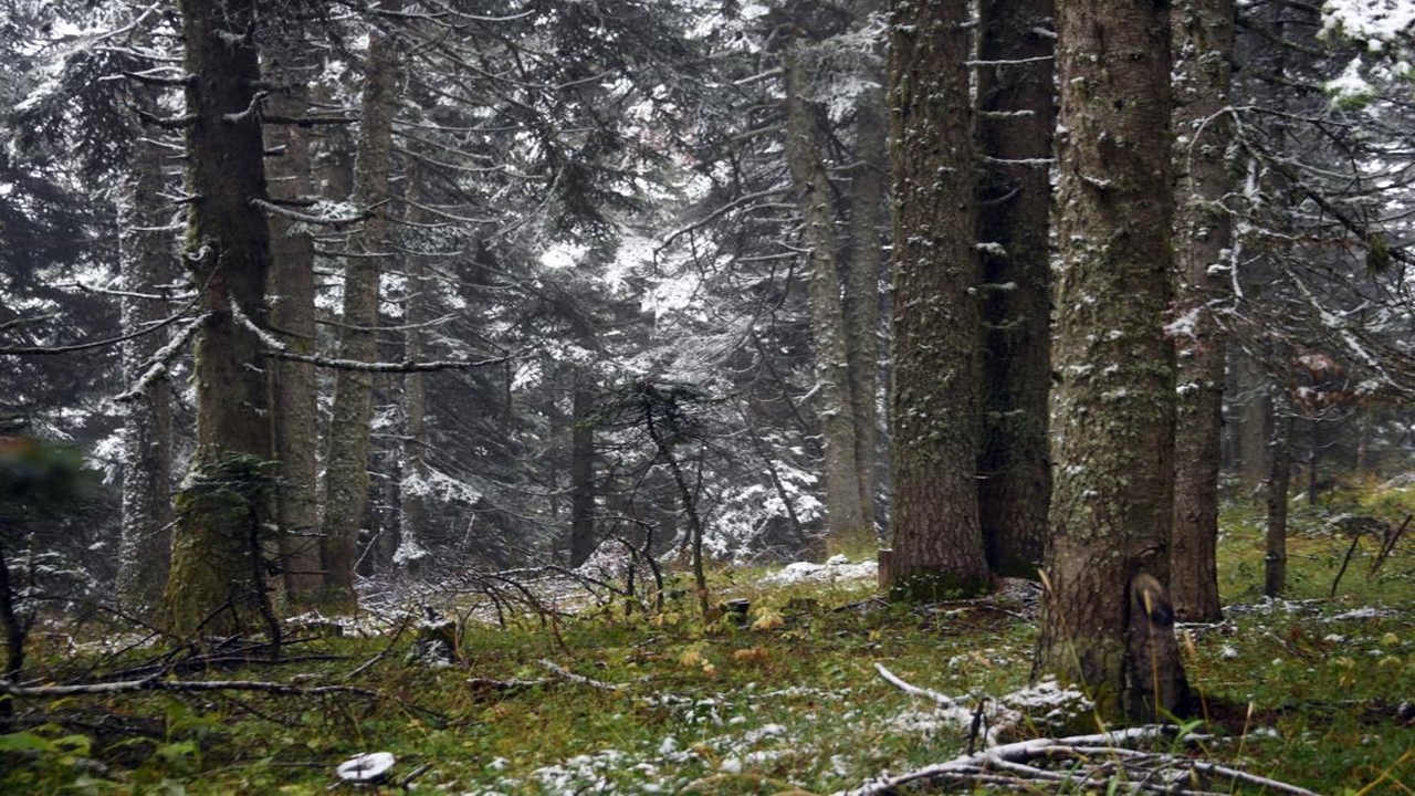 Ilgaz Dağı Manzara 2025 (2)
