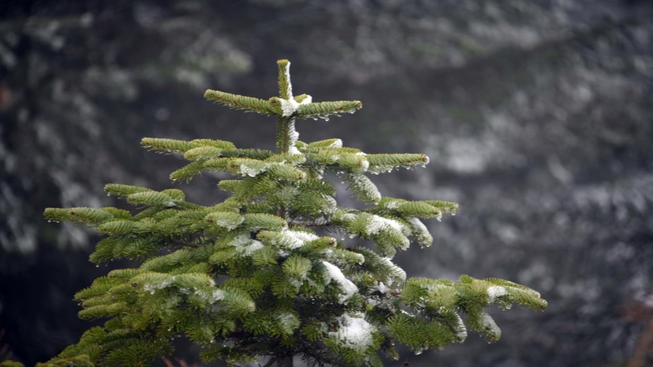 Ilgaz Dağı Manzara 2025 (4)
