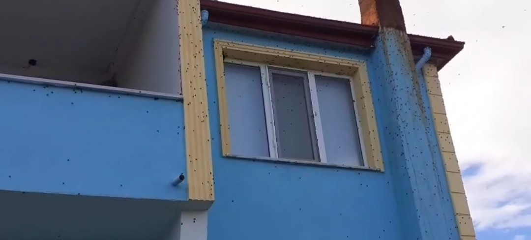 Kahverengi Kokarca Istilası Vatandaşı Canından Bezdirdi 22