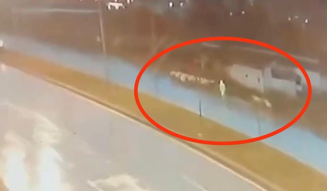 Kameraya Yansıdı Çoban Otomobilin Çarpmasıyla Can Verdi 2
