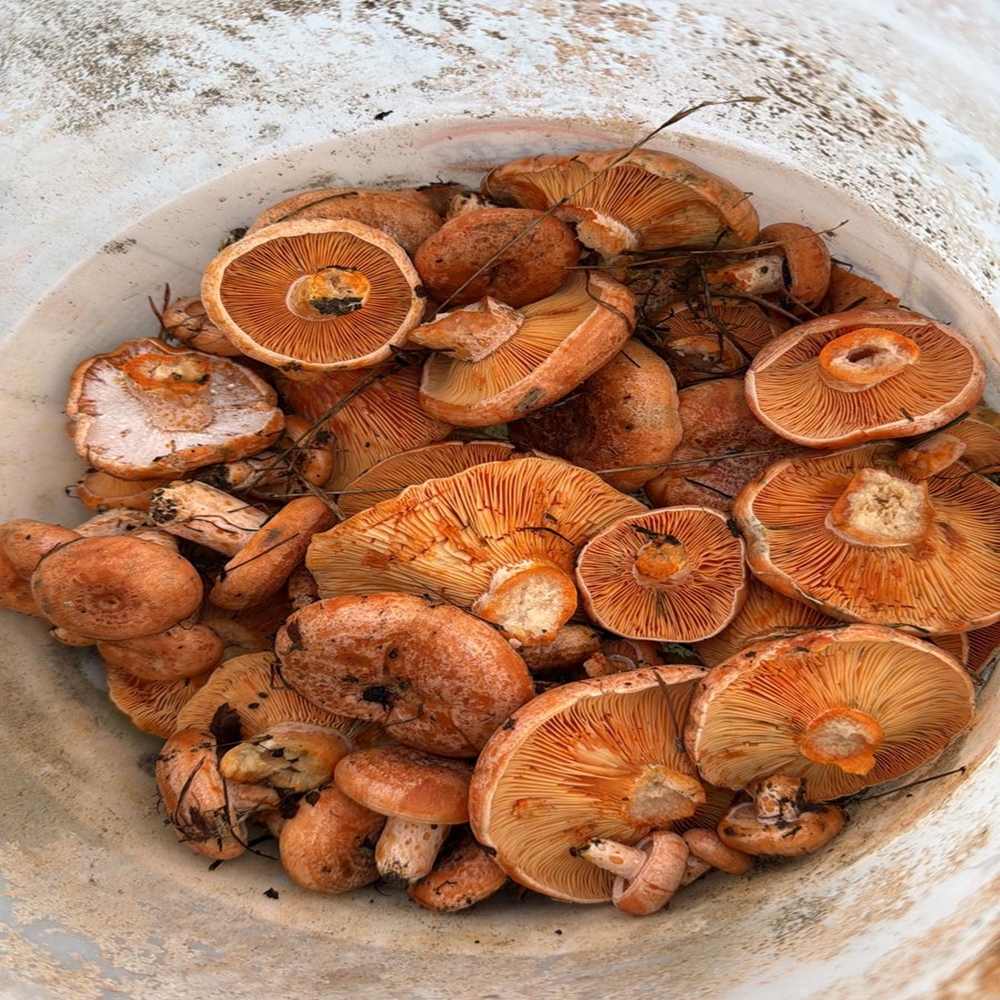 Kanlıca Mantarı Bozkurt (2)