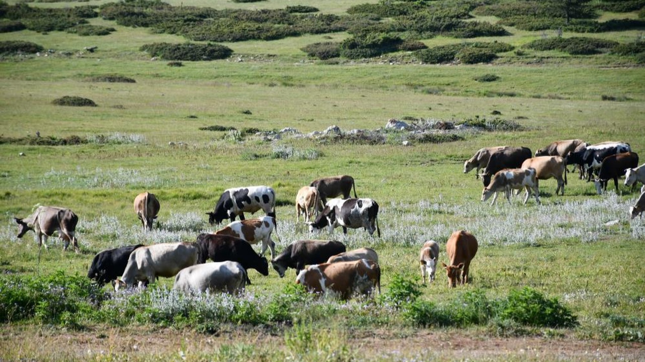 Kastamonu Araç Yayla Inek (2)