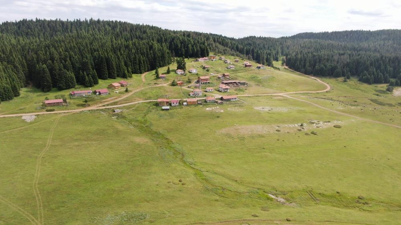 Kastamonu Araç Yayla Inek (5)