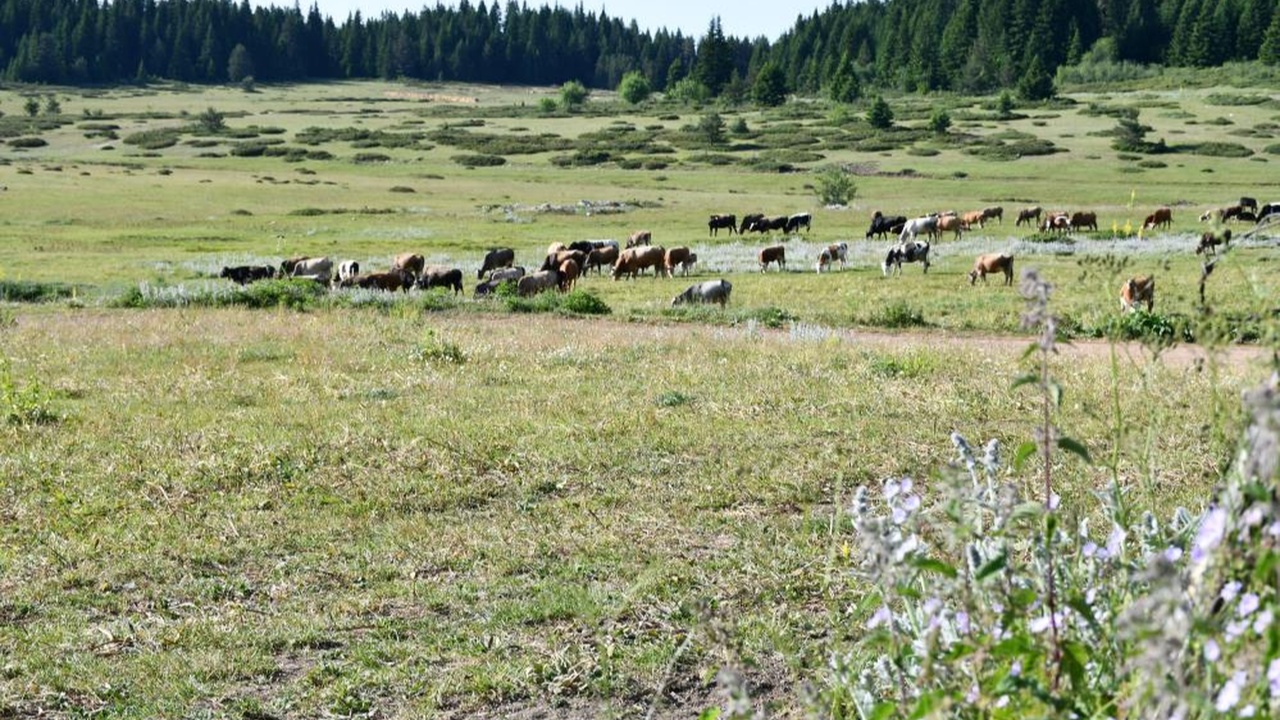 Kastamonu Araç Yayla Inek (6)
