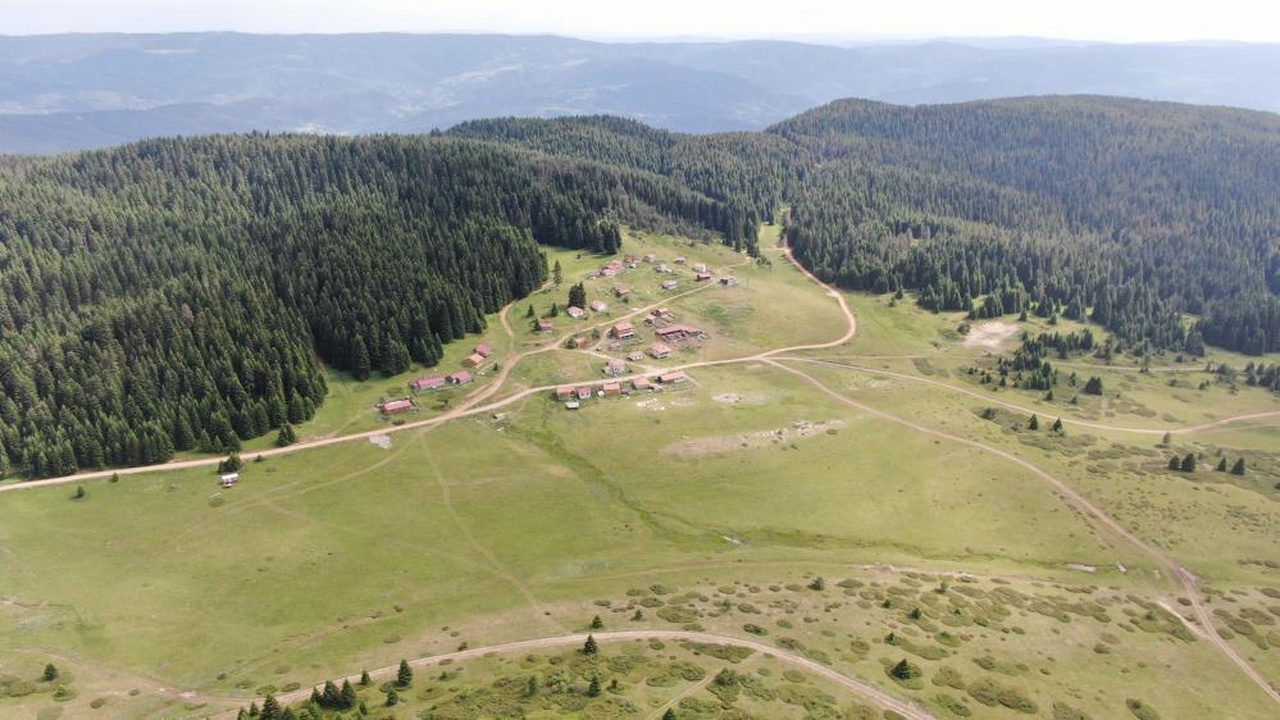 Kastamonu Araç Yayla Inek (7)