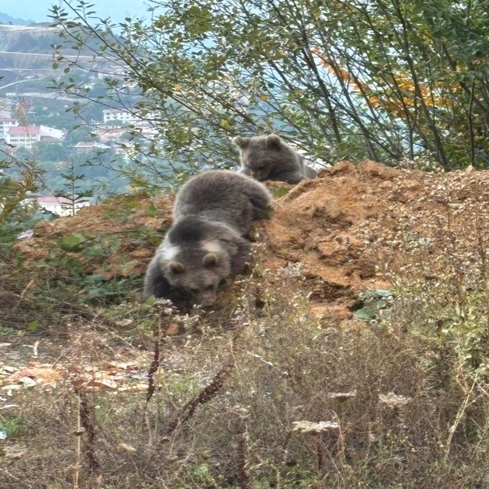 Kastamonu Öksüz Yavru Ayılar (1)