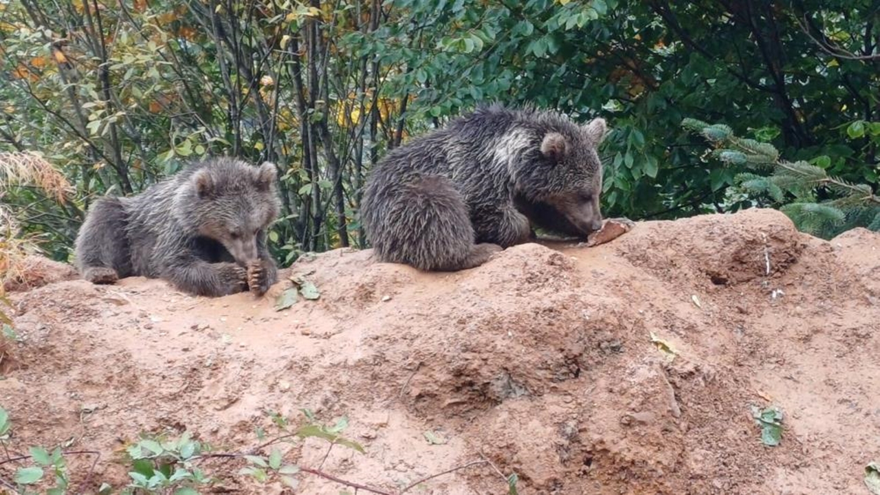 Kastamonu Öksüz Yavru Ayılar (3)