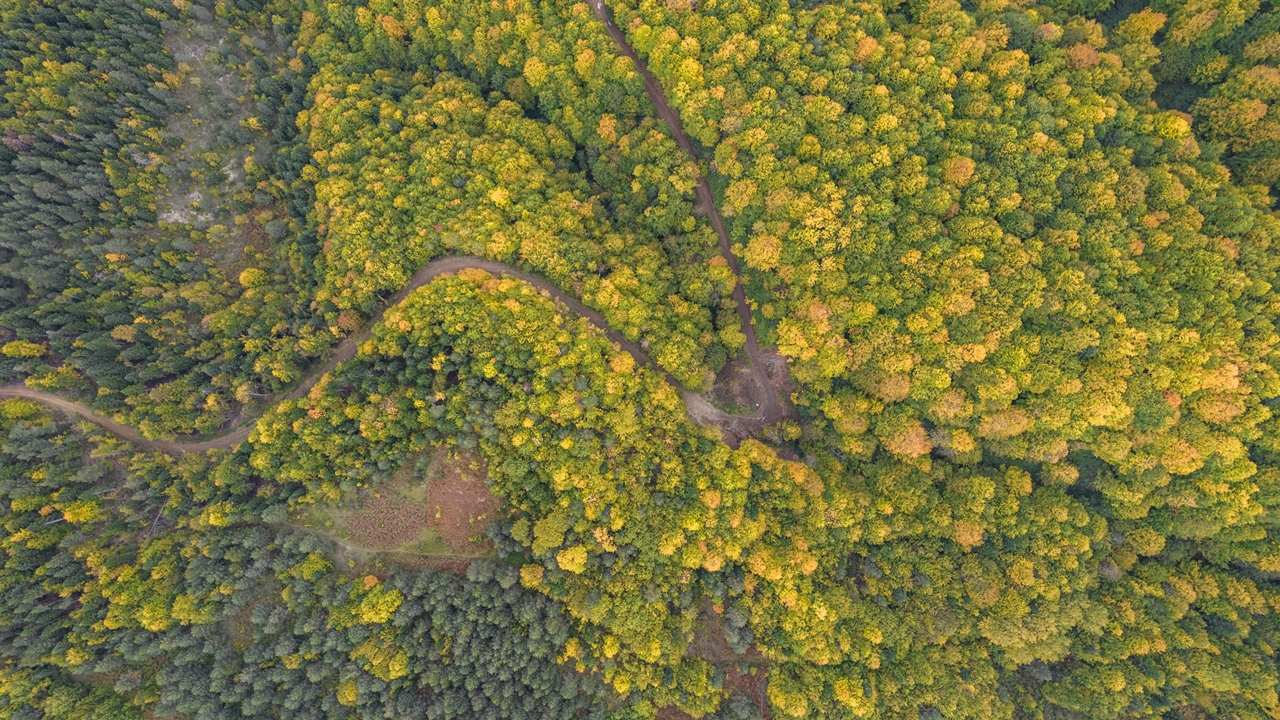 Kastamonu Ormanlarında Sonbahar Renk Cümbüşü (1)
