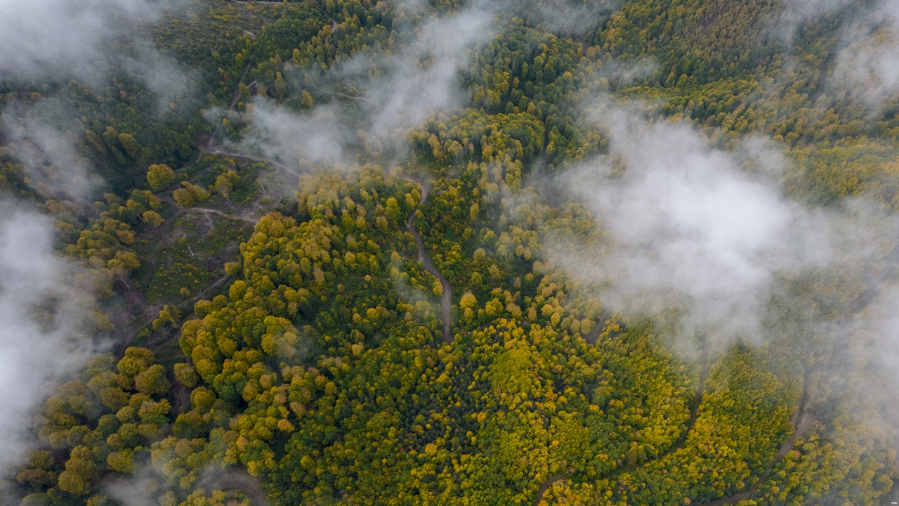 Kastamonu Ormanlarında Sonbahar Renk Cümbüşü (3)