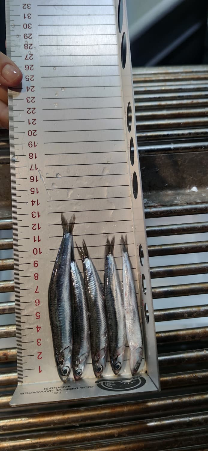 Kastamonu Sahilinde 22 Gemiyle 440 Ton Yakaladılar! 1