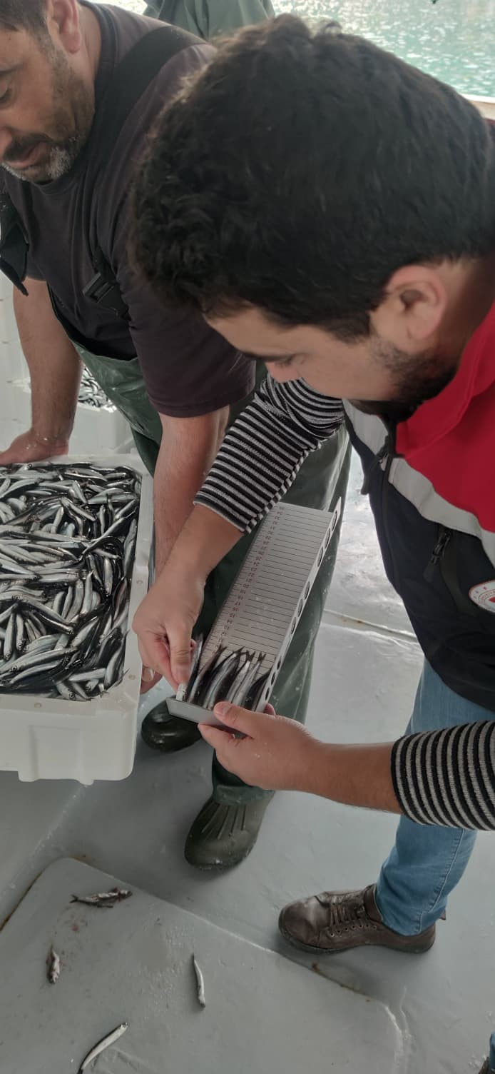Kastamonu Sahilinde 22 Gemiyle 440 Ton Yakaladılar! 2