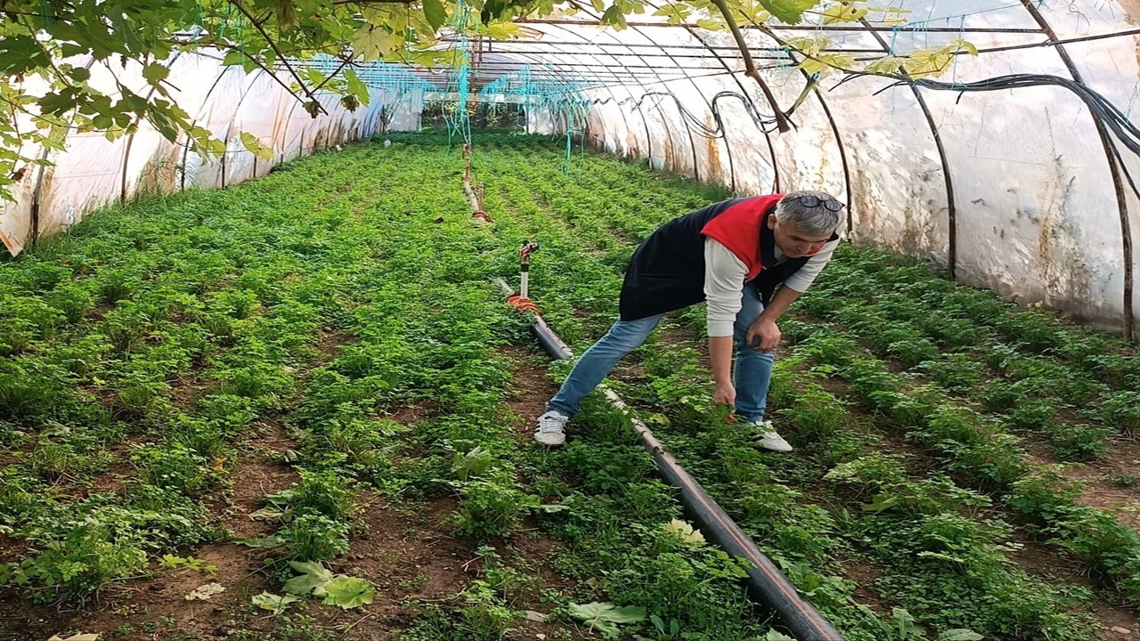 Kastamonu Sera Tarla Denetim (7)