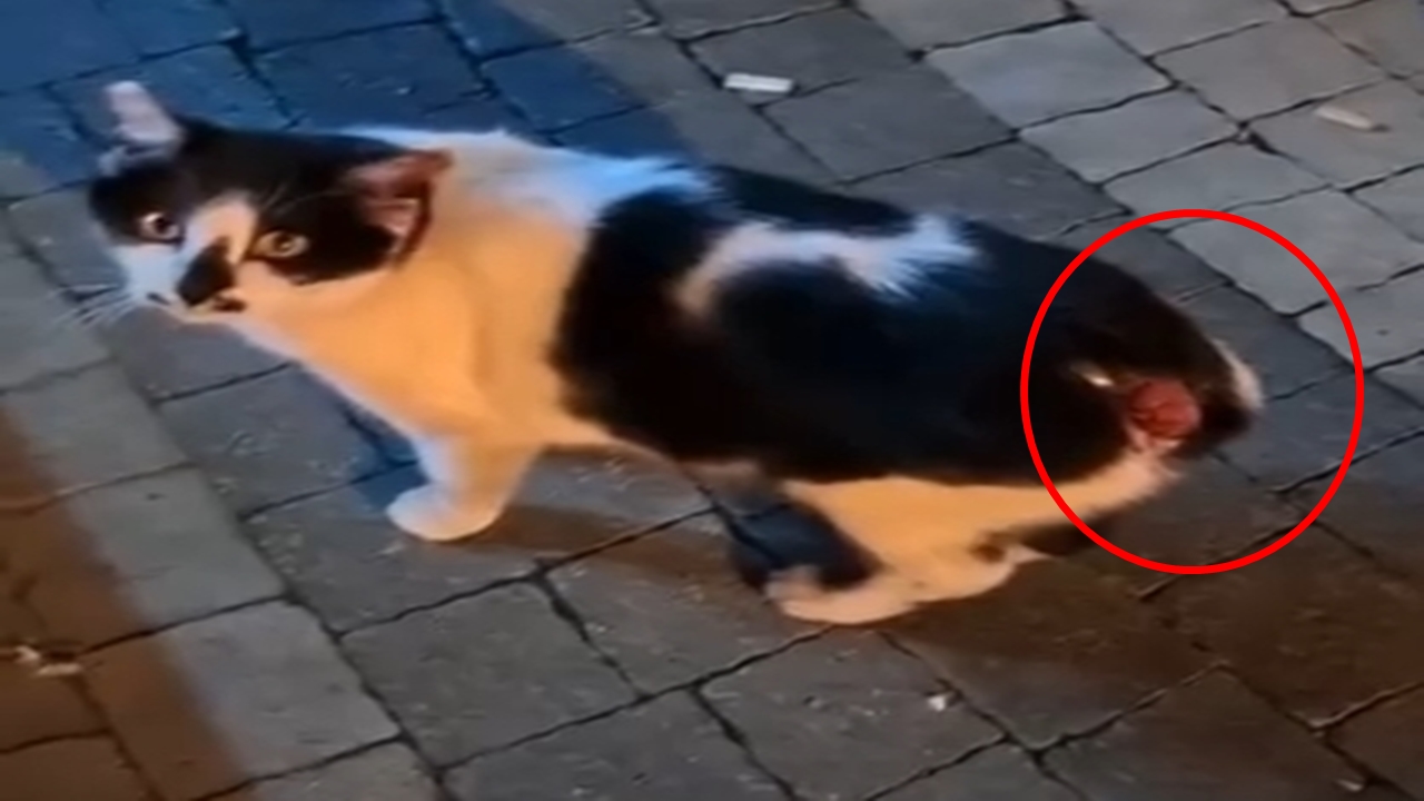 Kastamonu Taşköprü Kedi Kuyruk Canilik (1)