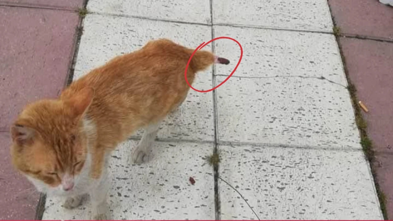 Kastamonu Taşköprü Kedi Kuyruk Canilik (3)