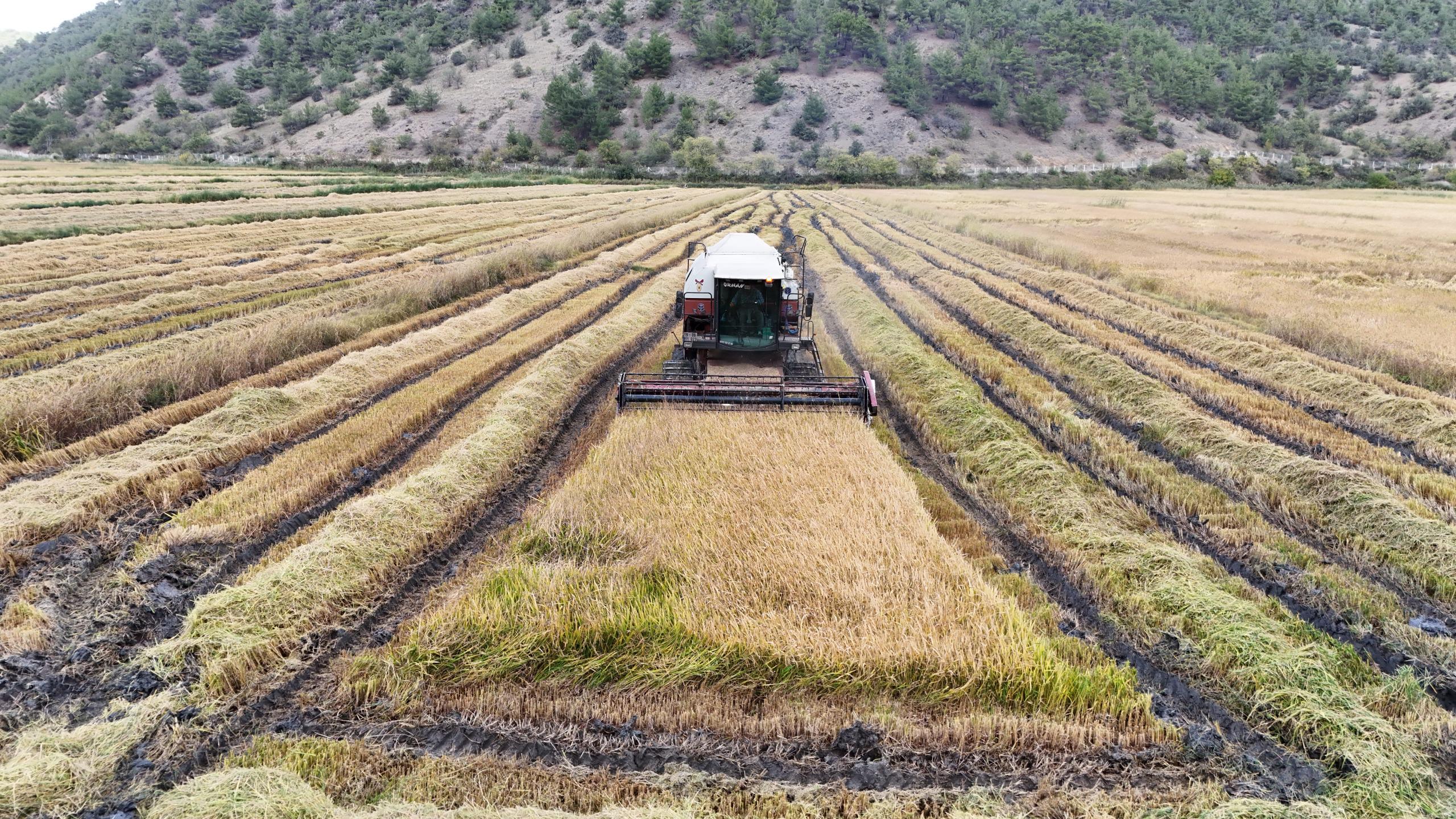 Kastamonu'da 220 Dekar Alanda Çeltik Hasadı Yapıldı 1