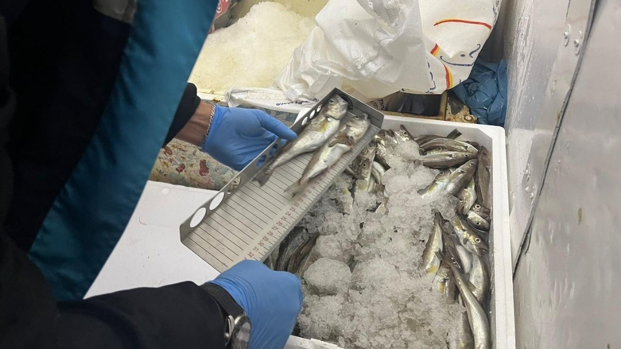 Kastamonu’da 555 Kilo Balık Karaya Çıkarıldı (5)