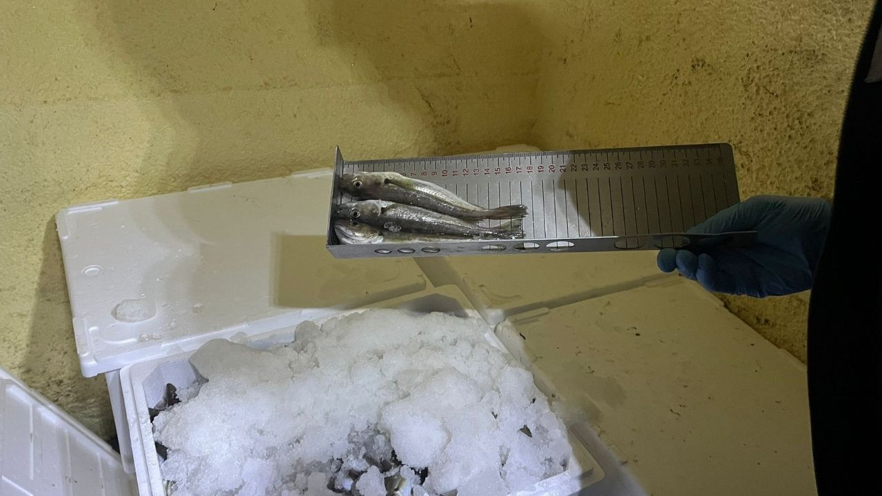 Kastamonu’da 555 Kilo Balık Karaya Çıkarıldı (6)