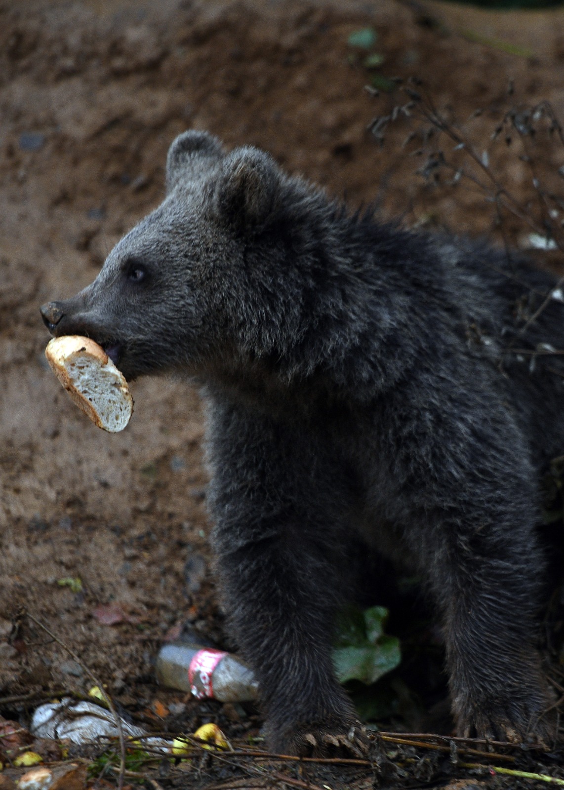 Kastamonu'da Annesiz Kalan Iki Yavru, Yol Kenarını Mesken Edindi 2