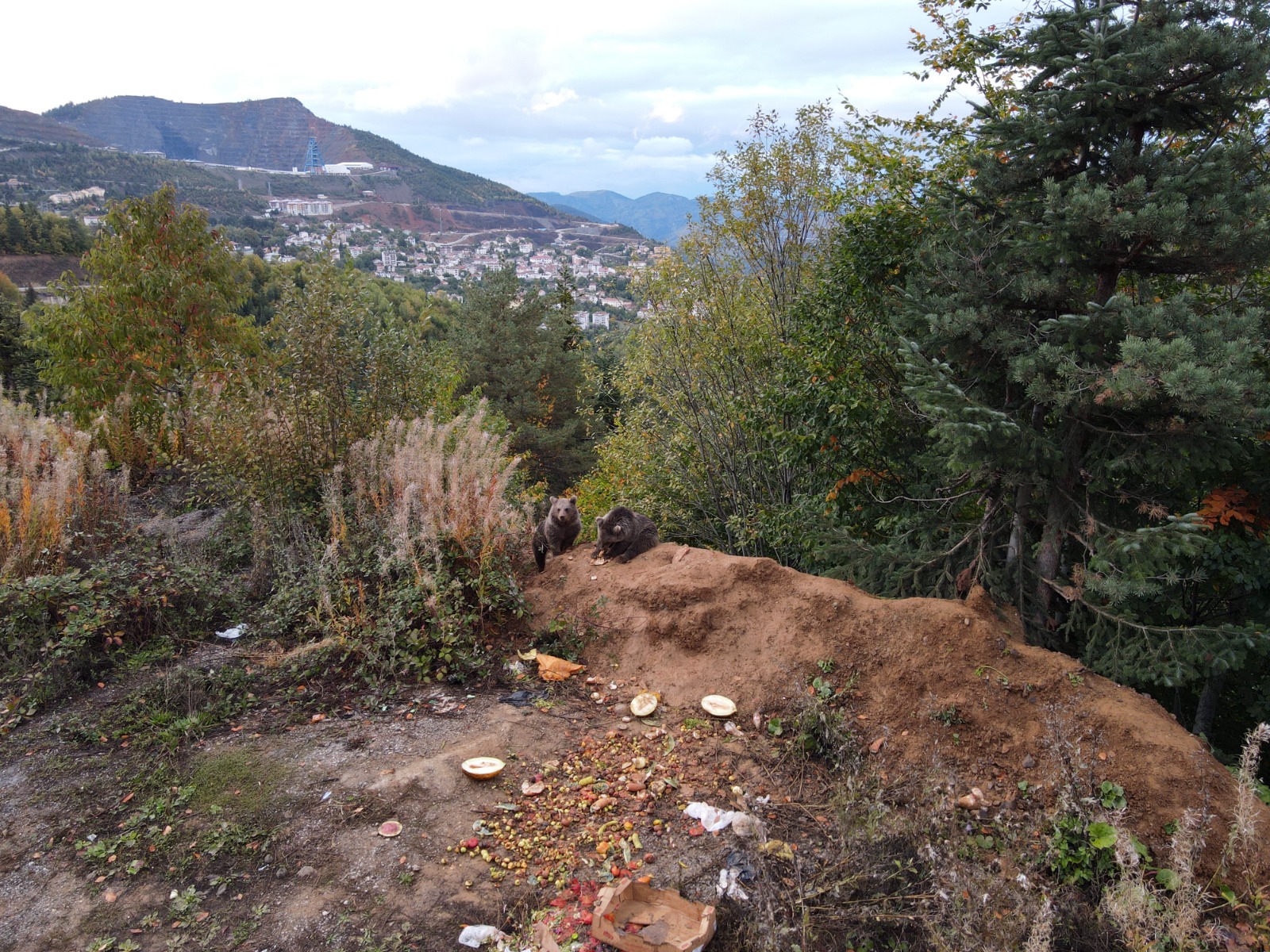 Kastamonu'da Annesiz Kalan Iki Yavru, Yol Kenarını Mesken Edindi 22