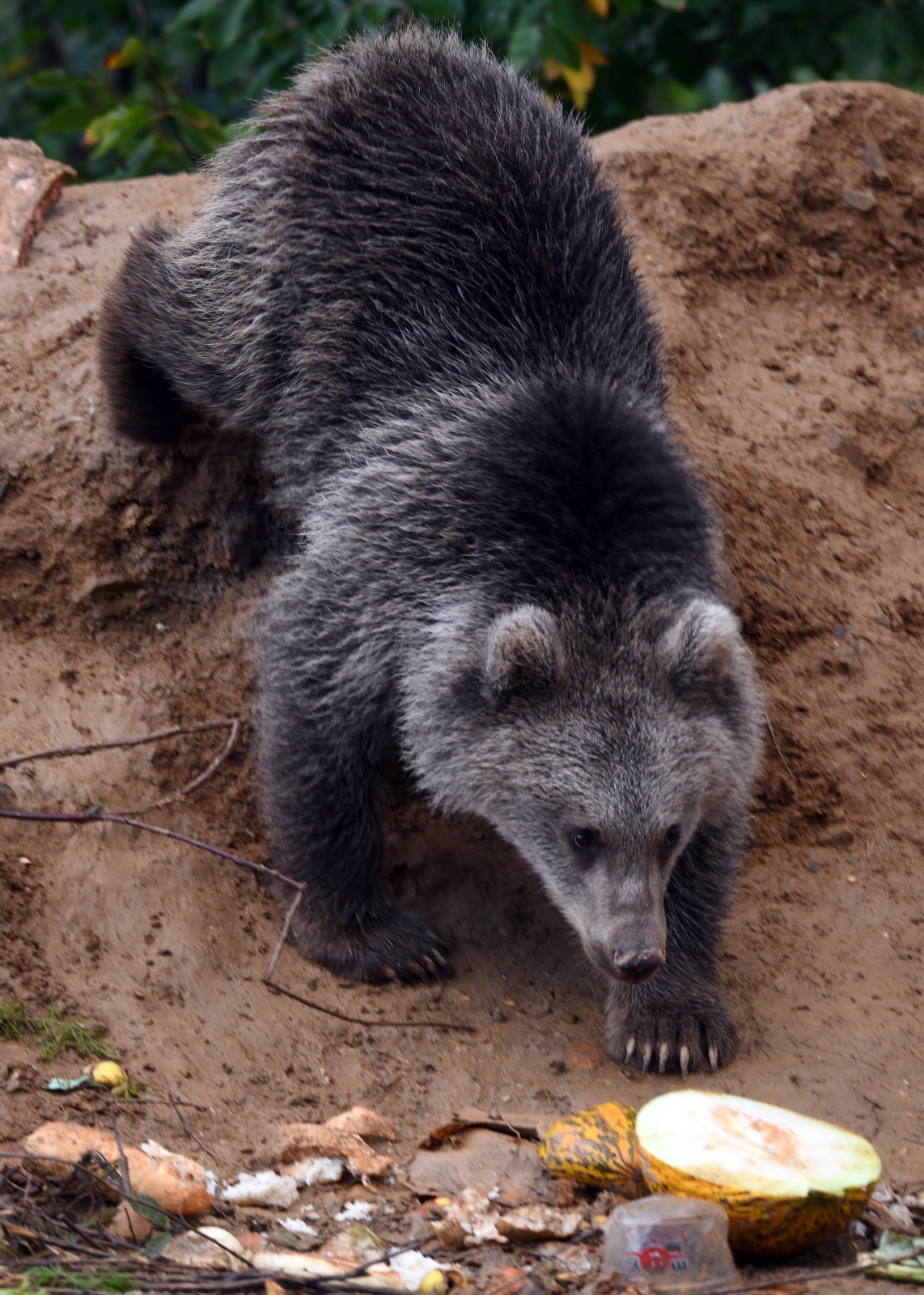 Kastamonu'da Annesiz Kalan Iki Yavru, Yol Kenarını Mesken Edindi 3