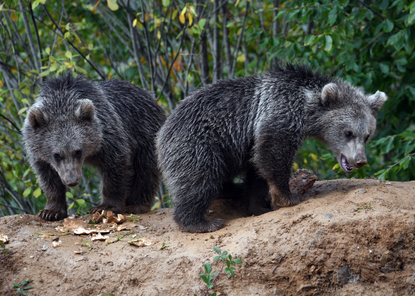 Kastamonu'da Annesiz Kalan Iki Yavru, Yol Kenarını Mesken Edindi 4