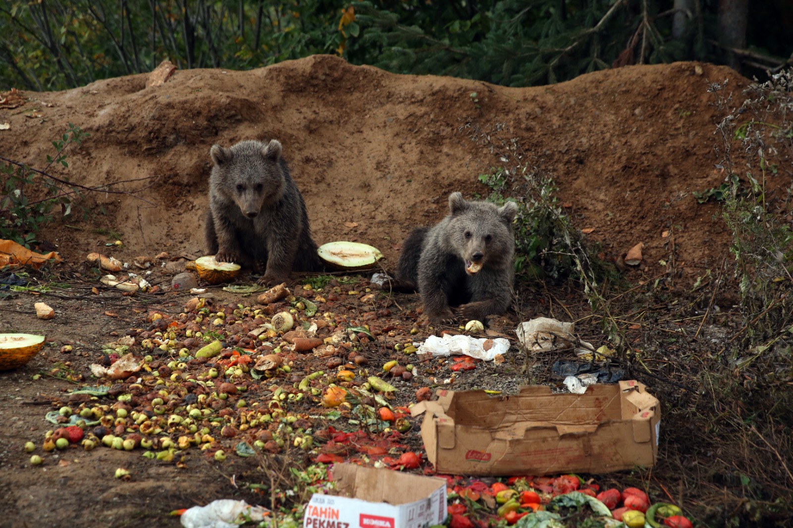 Kastamonu'da Annesiz Kalan Iki Yavru, Yol Kenarını Mesken Edindi 5