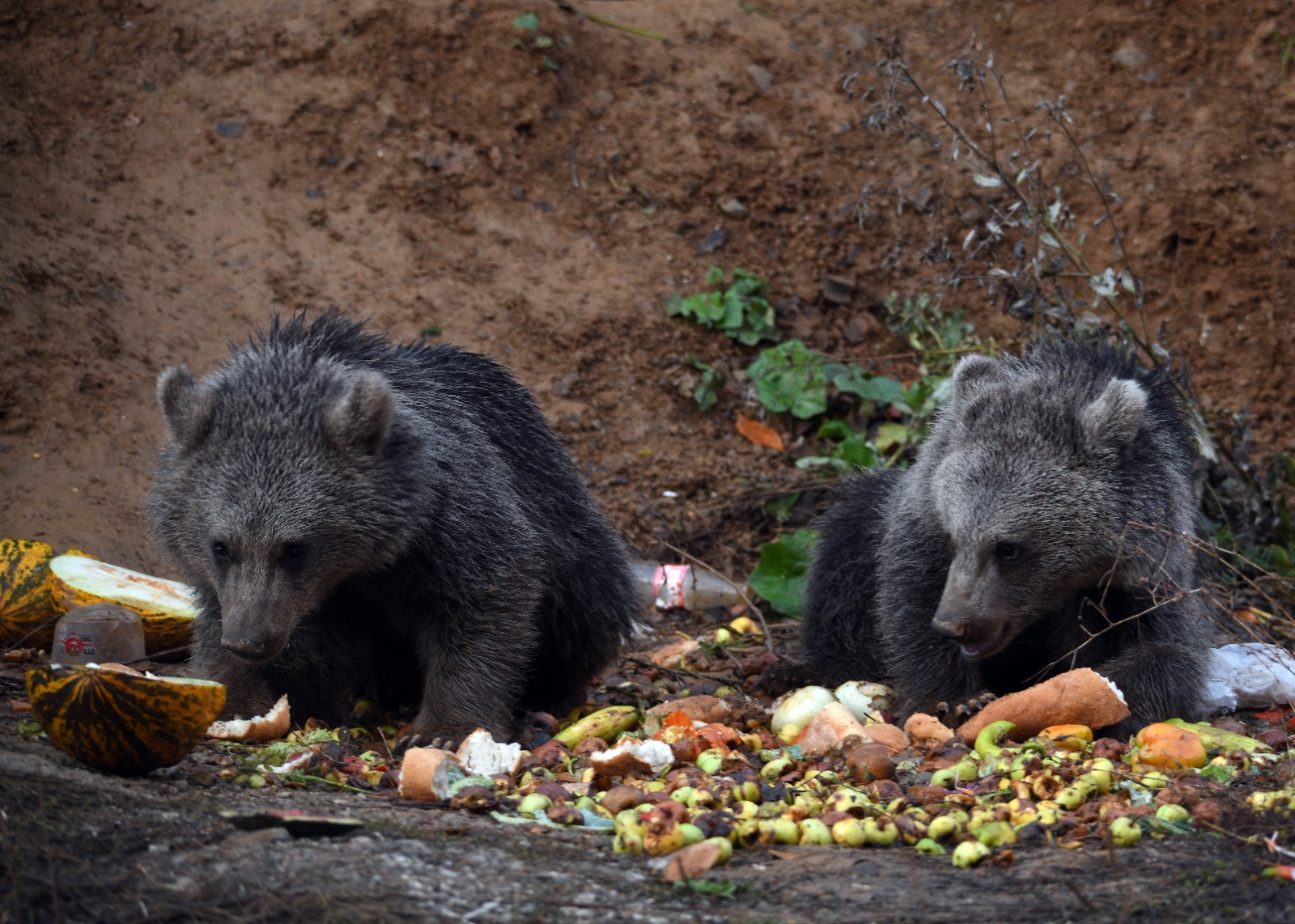 Kastamonu'da Annesiz Kalan Iki Yavru, Yol Kenarını Mesken Edindi