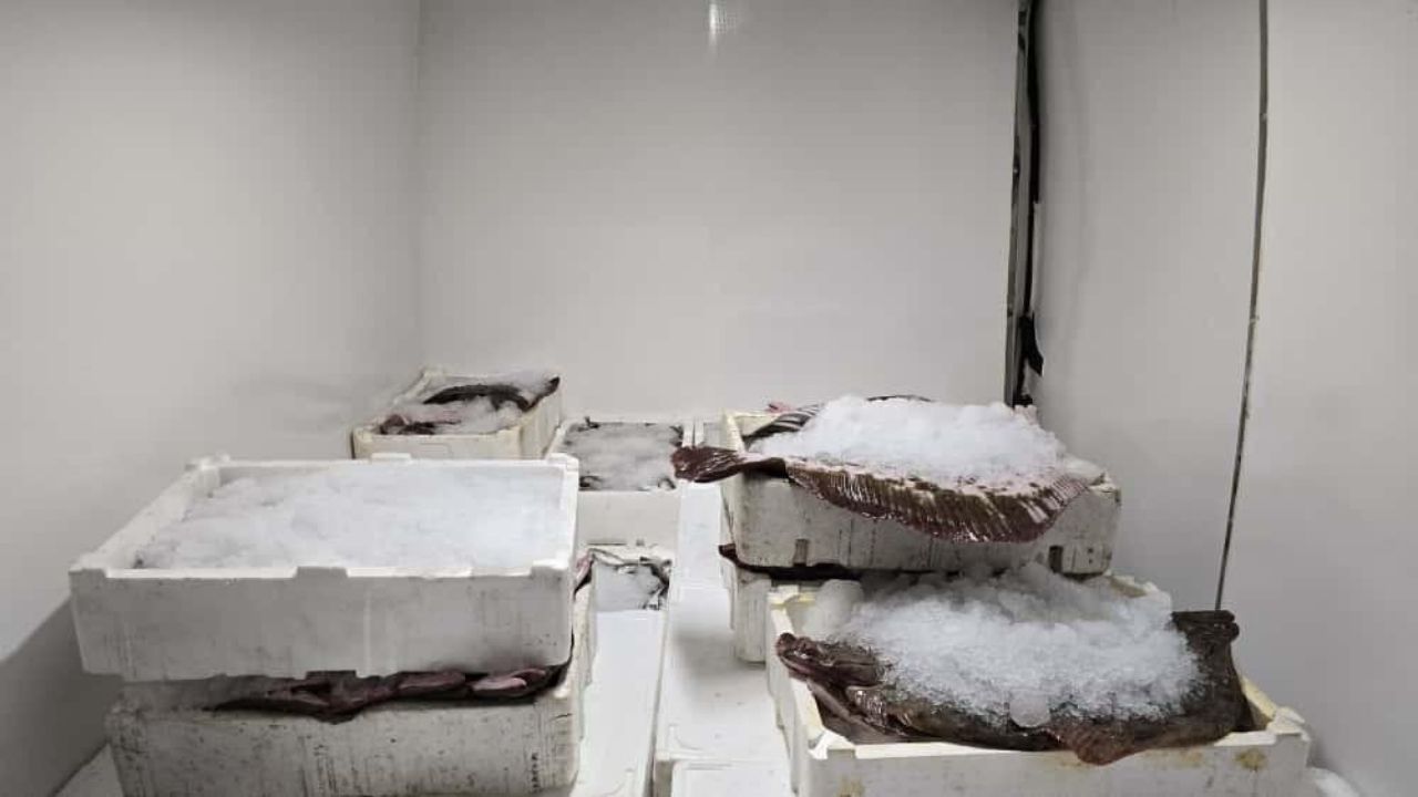 Kastamonu’da Balıkçıların Yüzü Güldü 2 Ton Mezgit Karaya Çıkarıldı (2)