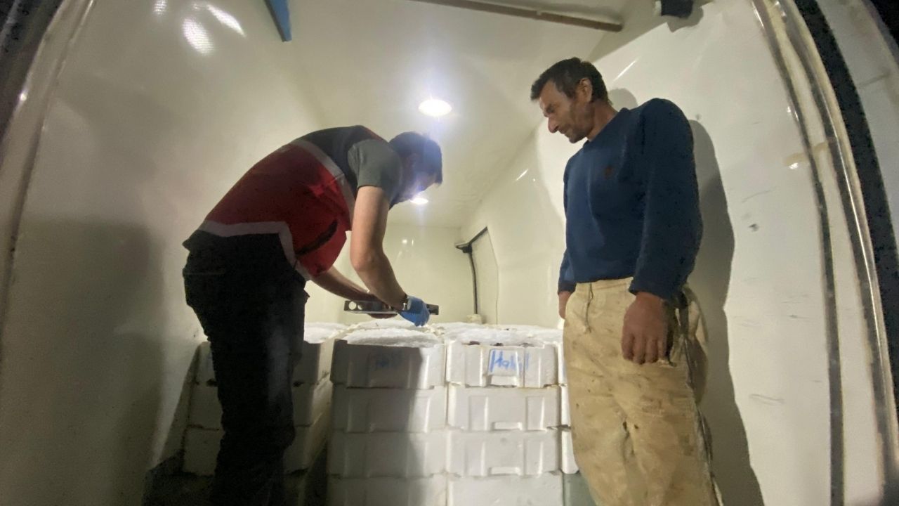 Kastamonu’da Balıkçıların Yüzü Güldü 2 Ton Mezgit Karaya Çıkarıldı (3)