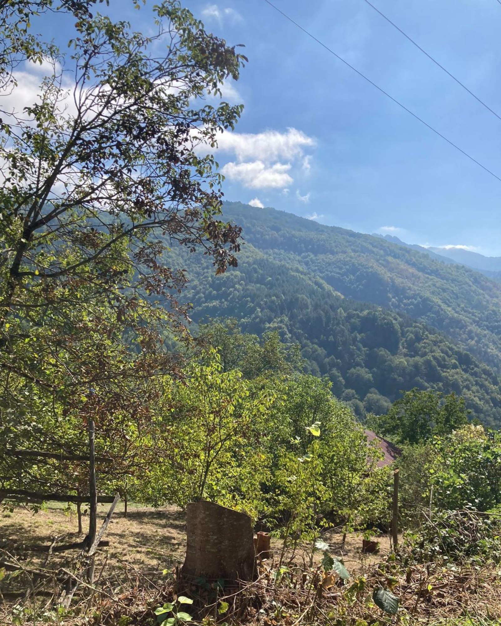 Kastamonu'da Budama Değil, Katliam Yapıldı!