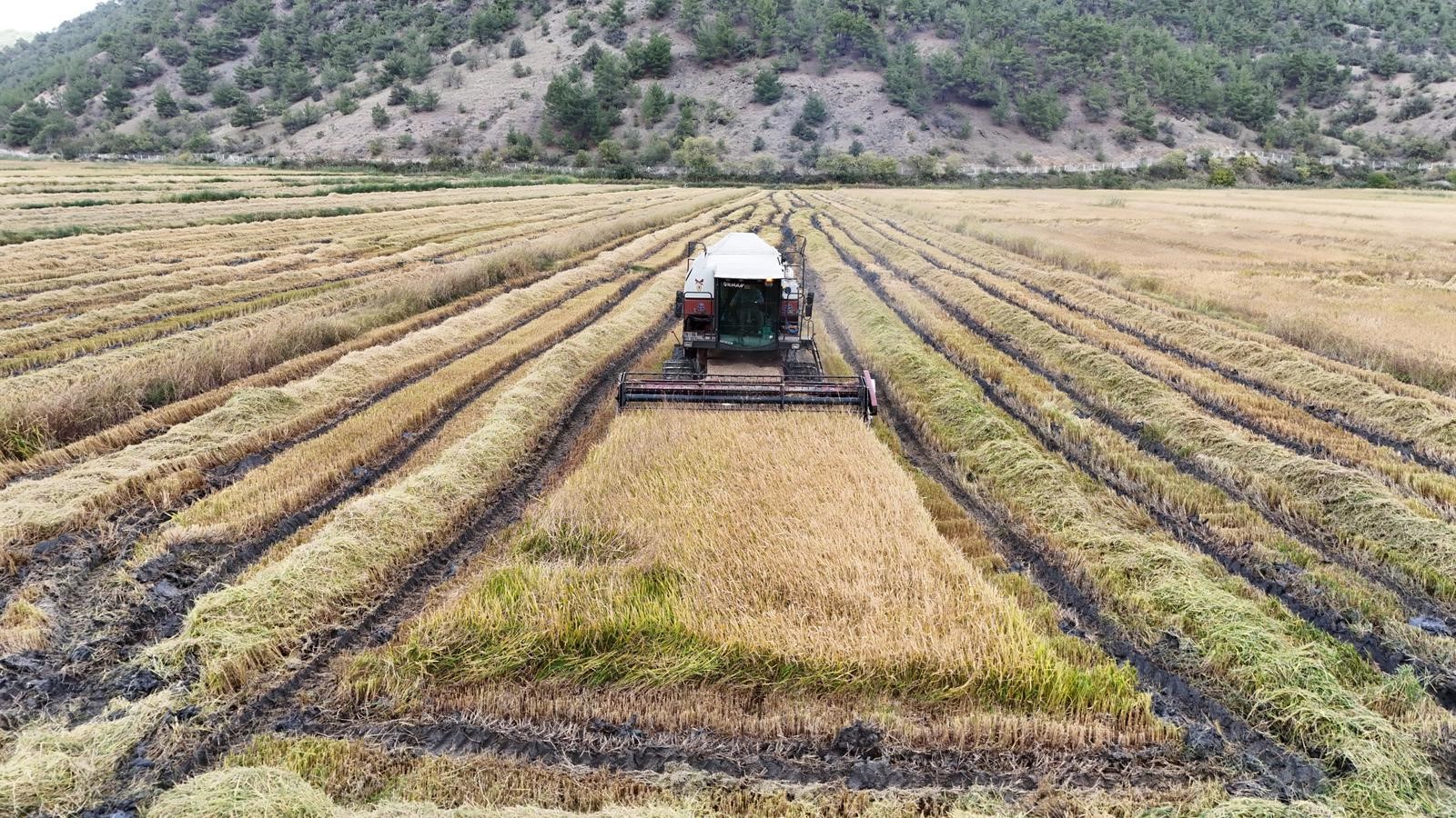 Kastamonu'da Domuzlar Talan Etmişti Verimli Hale Getirildi 4
