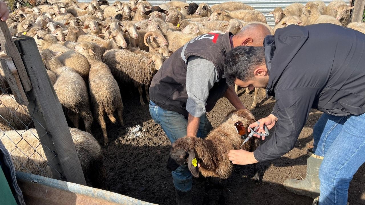 Kastamonu’da Hayvan Sağlığı Için Çalışmalar Sürüyor (1)