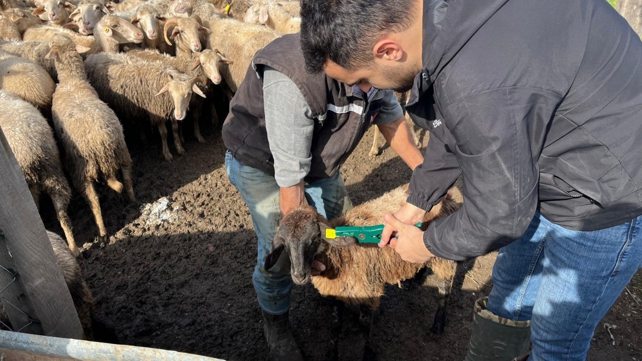 Kastamonu’da Hayvan Sağlığı Için Çalışmalar Sürüyor (2)