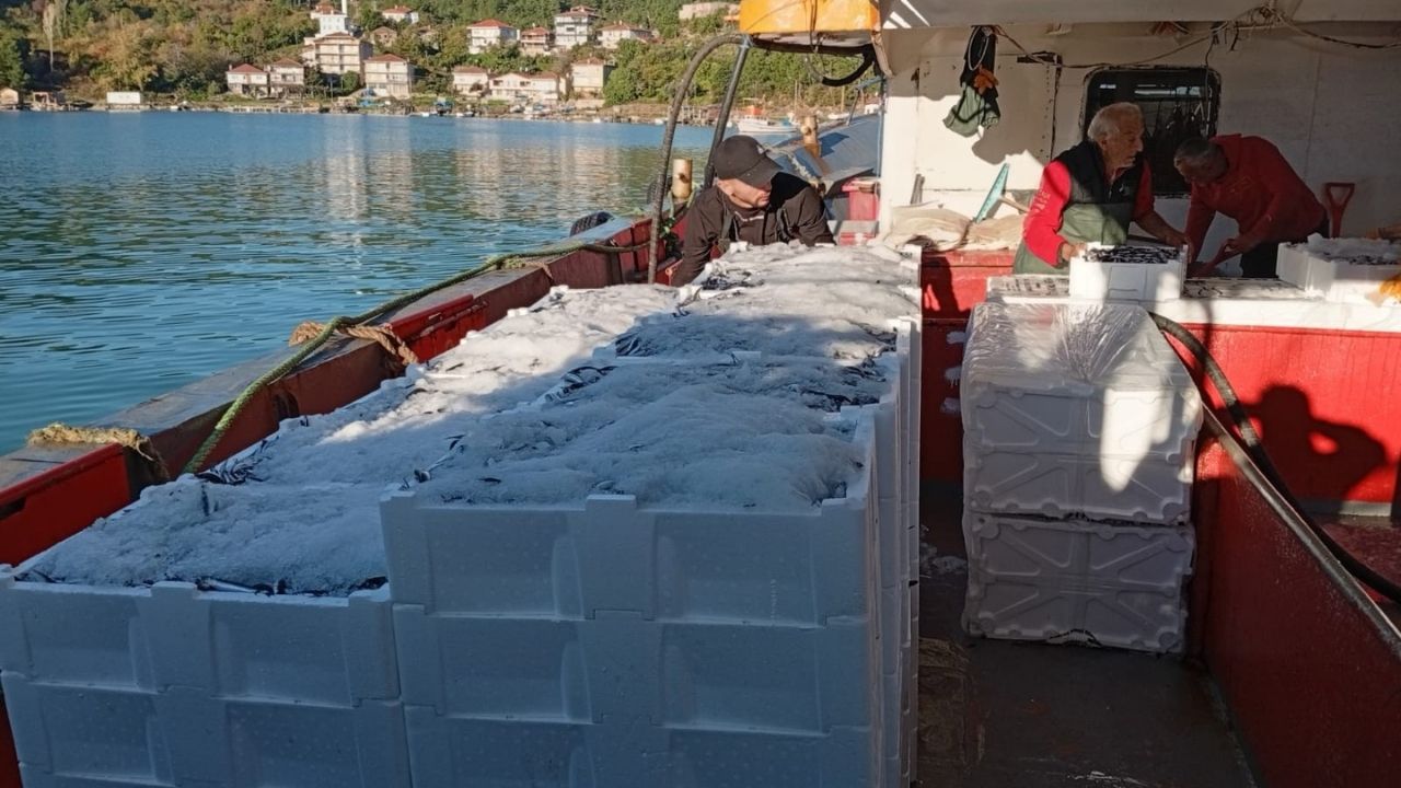 Kastamonu'da Tonlarca Hamsi Denetimden Geçti (1)