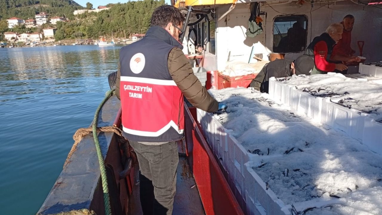 Kastamonu'da Tonlarca Hamsi Denetimden Geçti (2)