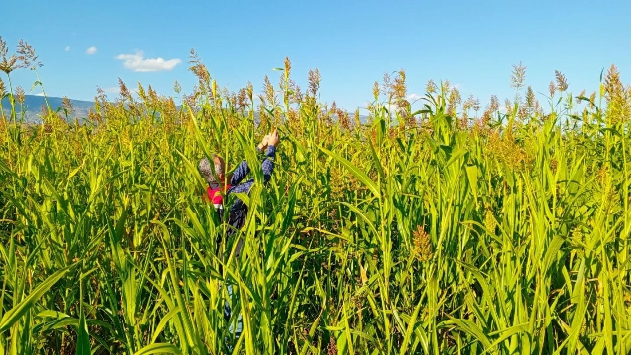 Kastamonu’nun Ilçesinde Hasat Kontrolleri Yapıldı (1)